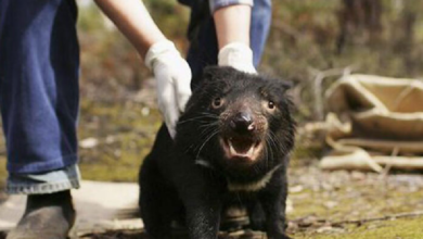 Demonio de Tasmania regresa por primera vez en 3 mil años a Australia