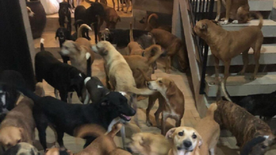 Por huracán “Delta”, hombre resguarda a 300 perros callejeros en su casa