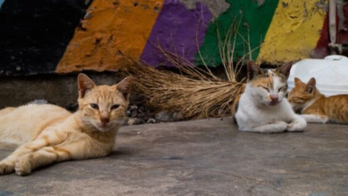En México hay 4 millones de gatos en situación de calle