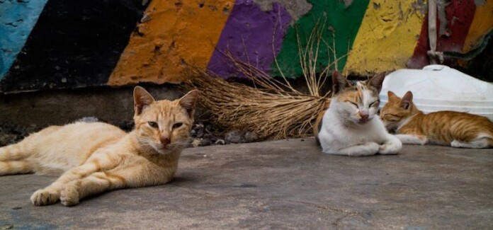 En México hay 4 millones de gatos en situación de calle