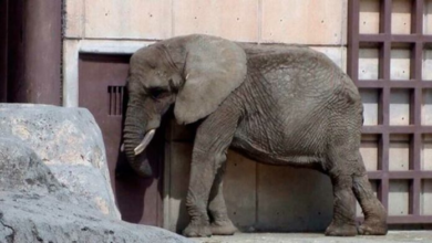 Africam Safari analizará posible rescate de elefanta Ely
